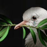 Saudi as a Peacemaker: A New Power Broker in Global Diplomacy?