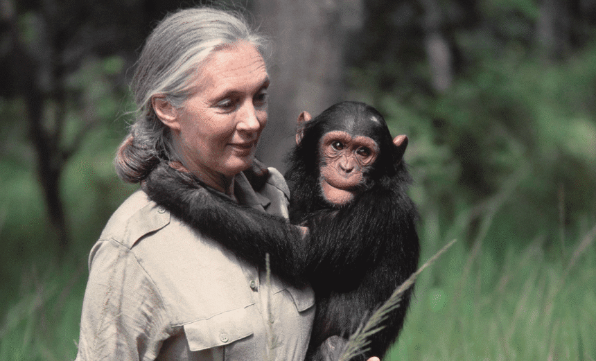 world-mourns-jane-goodall-the-woman-who-gave-chimps-a-voice1 - washington eye