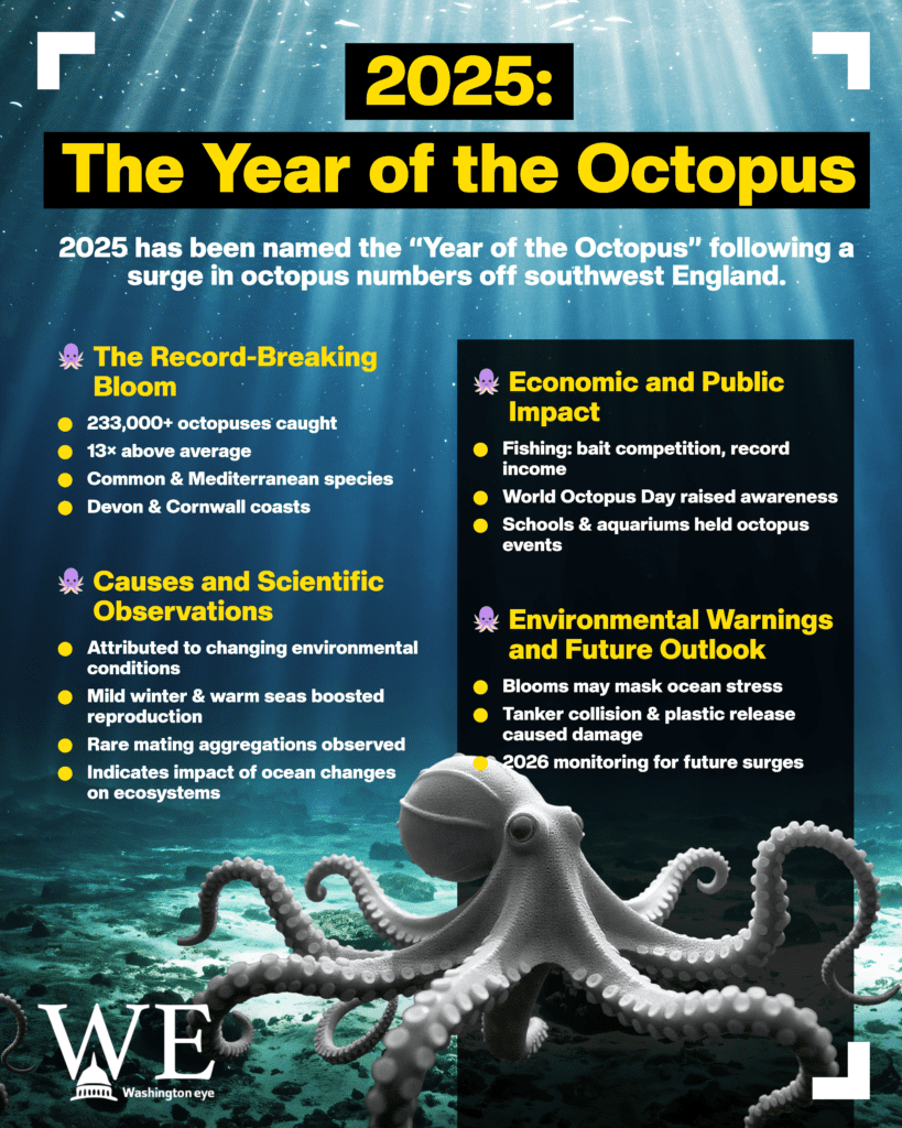 2025 declared the year of the octopus after record marine bloom - info graphics copy - washington eye