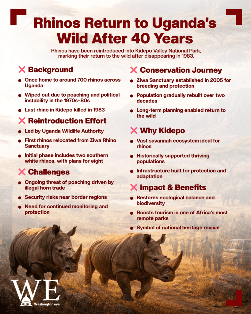 rhinos return to ugandas wild after 40 years - info graphics copy - washington eye