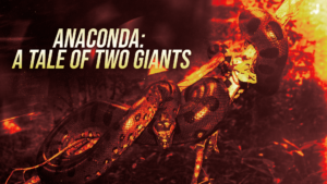 Poster featuring a coiled anaconda with the bold headline 'ANACONDA: A TALE OF TWO GIANTS' across the left side.