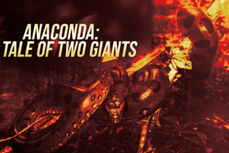 Poster featuring a coiled anaconda with the bold headline 'ANACONDA: A TALE OF TWO GIANTS' across the left side.