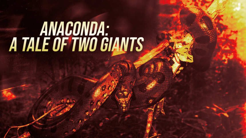anaconda a tale of two giants - washington eye Poster featuring a coiled anaconda with the bold headline 'ANACONDA: A TALE OF TWO GIANTS' across the left side.