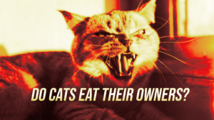 Angry cat snarling with visible fangs; bold poster text asks, 'Do cats eat their owners?'.Used as a sensational banner image.