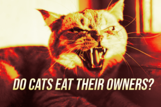 Angry cat snarling with visible fangs; bold poster text asks, 'Do cats eat their owners?'.Used as a sensational banner image.