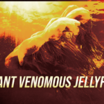 Poster promoting awareness of a giant venomous jellyfish, with bold, yellow text reading 'GIANT VENOMOUS JELLYFISH' over a fiery orange-red background
