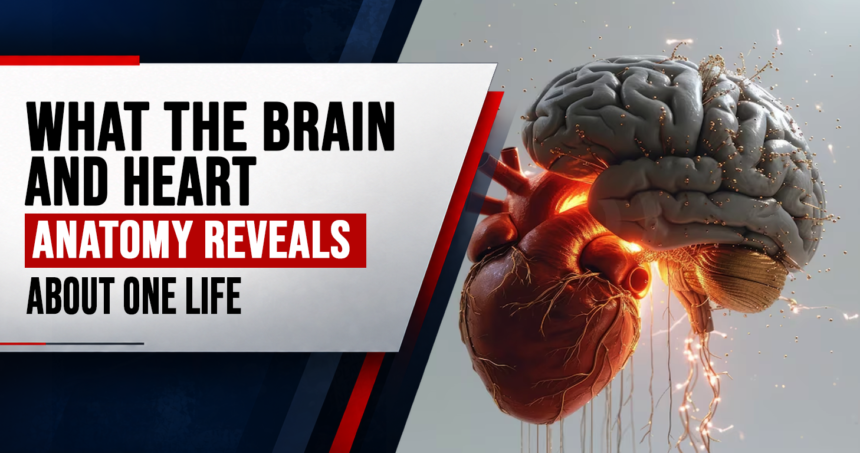 brain and heart anatomy two organs one life_infographic_1 - washington eye