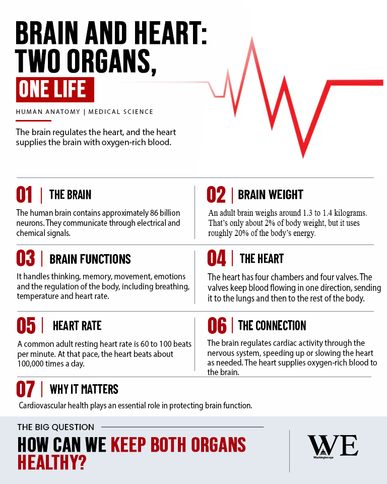 brain and heart anatomy two organs one life_infographic_2 - washington eye