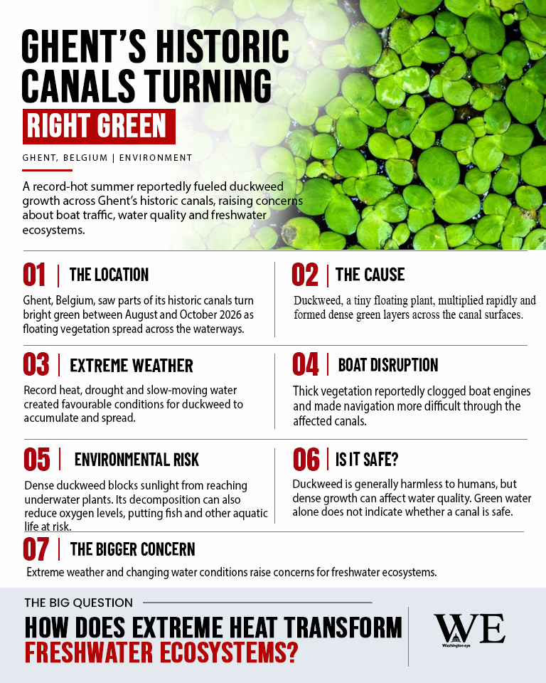 ghents historic canals turn bright green after record-hot summer_infographic_2 - washington eye