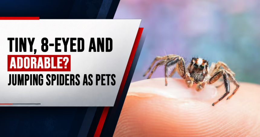 jumping spiders become the new favourite house pets_infographic_1 - washington eye