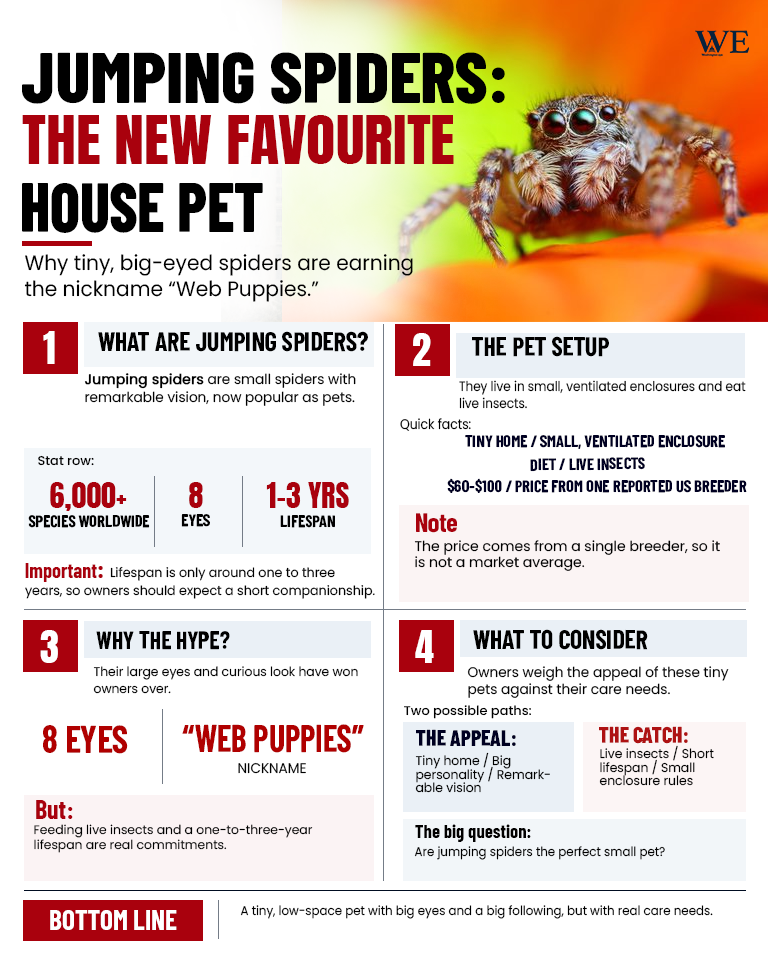 jumping spiders become the new favourite house pets_infographic_2 - washington eye