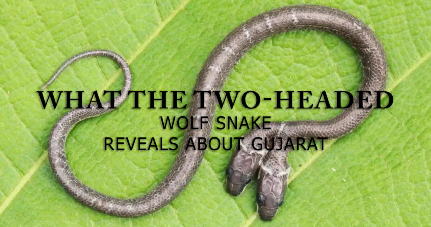 rare two-headed wolf snake discovered in india_infographic_1 - washington eye
