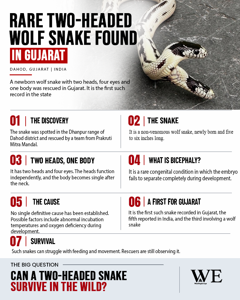 rare two-headed wolf snake discovered in india_infographic_2 - washington eye