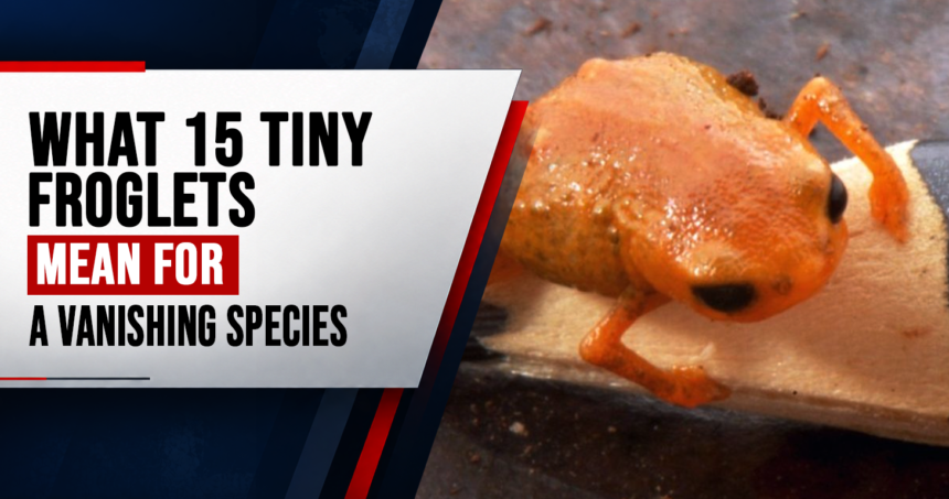 worlds rarest frogs born at london zoo _infographic_1 - washington eye