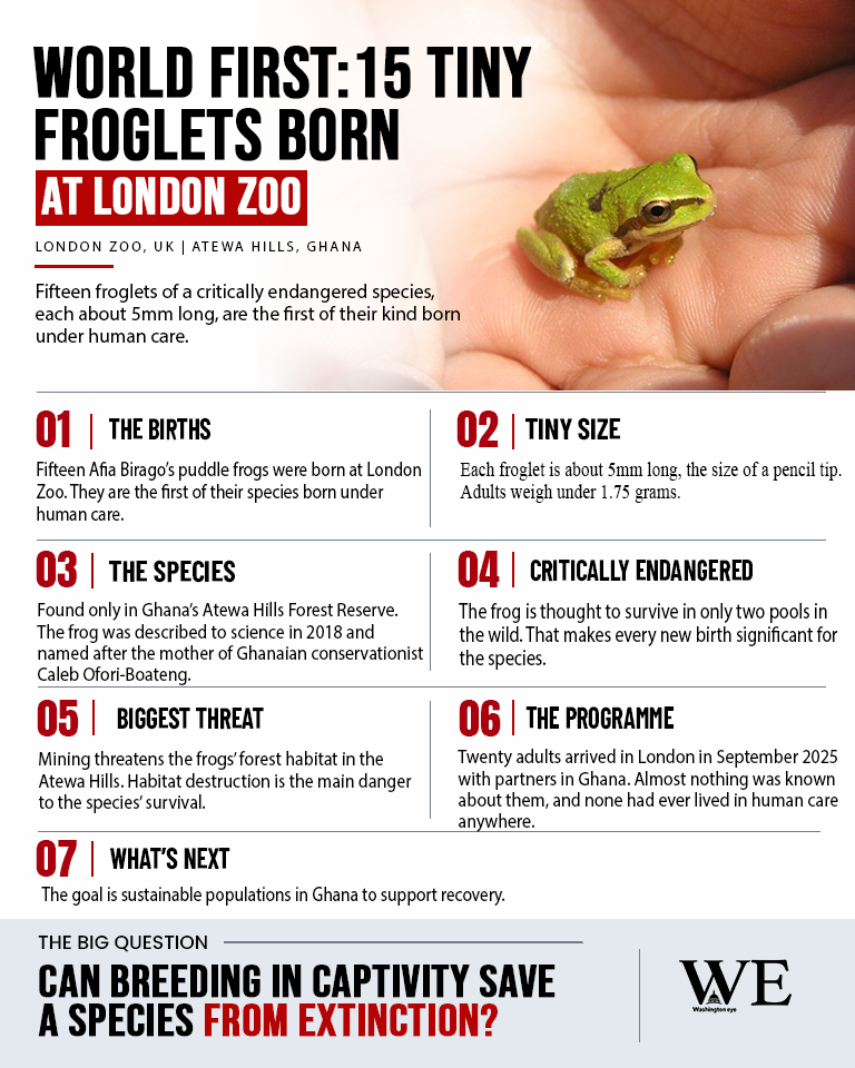 worlds rarest frogs born at london zoo _infographic_2 - washington eye